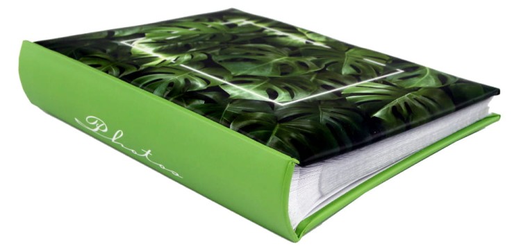Album MONSTERA (5).JPG